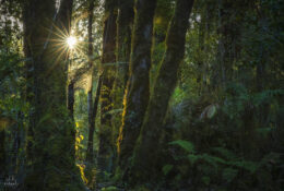 New Zealand 2025 (2 group) (53/84)